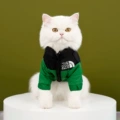 352 color matching big dog cotton green black