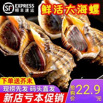 Sf Express Free Shipping 1.5kg Large Conch Fresh Conch Fresh Seafood Large Medium Conch Small Conch Large Conch Wholesale