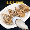 Extra Large Fresh Oysters 2.5kg Commercial Sf Lishan with Box 5 Oysters Seafood Aquatic Products Fresh Whole Box Oysters No
