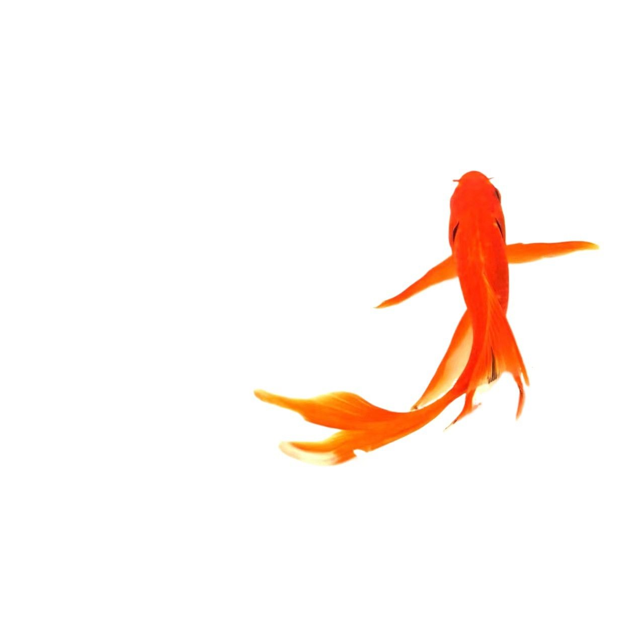 Red Grass Goldfish Is Easy to Raise and Long-Tailed Red Grass Ornamental Fish Koi Live Cold Water Fish Koi Red Grass Freshwater Fish