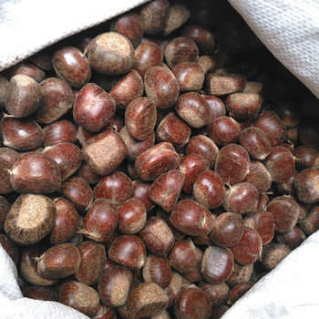 Authentic Qianxi Chestnuts, Fresh Shelled Oil Chestnuts, Selected Fresh Chestnut Kernels, Large and Plump Raw Chestnuts, Free Shipping