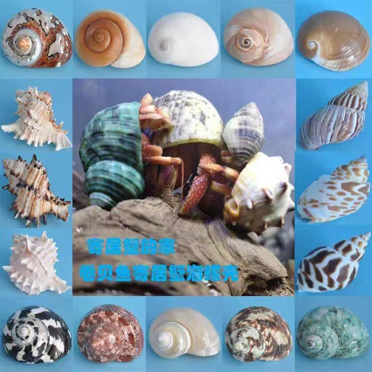 Special Replacement Conch Shell for Hermit Crabs, Natural Conch Landscaping Decoration, Spare Shell for Fish, Fish Tank Shell Ornaments