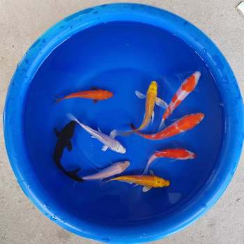 Koi Fish Live Fish Ornamental Fish Purebred Large Red and White Cold Water Fresh Water Easy to Raise and Live Goldfish Red Carp Small Fry