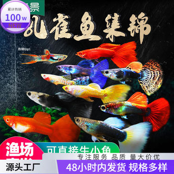 Cold water goldfish live fish resistant to small live tropical guppy fry freshwater zebra good to raise small fish ornamental