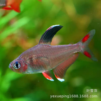 Live Large Red Goby, Flagtail Goby, Tropical Fish, Ornamental Fish, Grass Tank Group Swimming Fish, Freshwater Group Swimming Fish