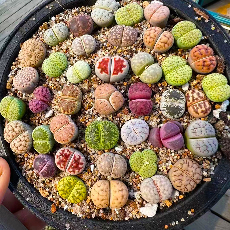 Stone Flower Succulent Plant Desktop Potted Pp Flower Butt Hydroponic Flower Absorbs Radiation Oversized Stone Flower Butt Flower