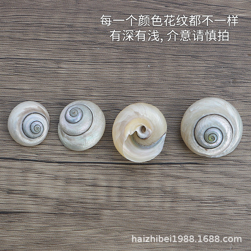 Bull's eye snail natural small conch shell rare specimen fish tank decoration shooting props hermit crab replacement shell wholesale