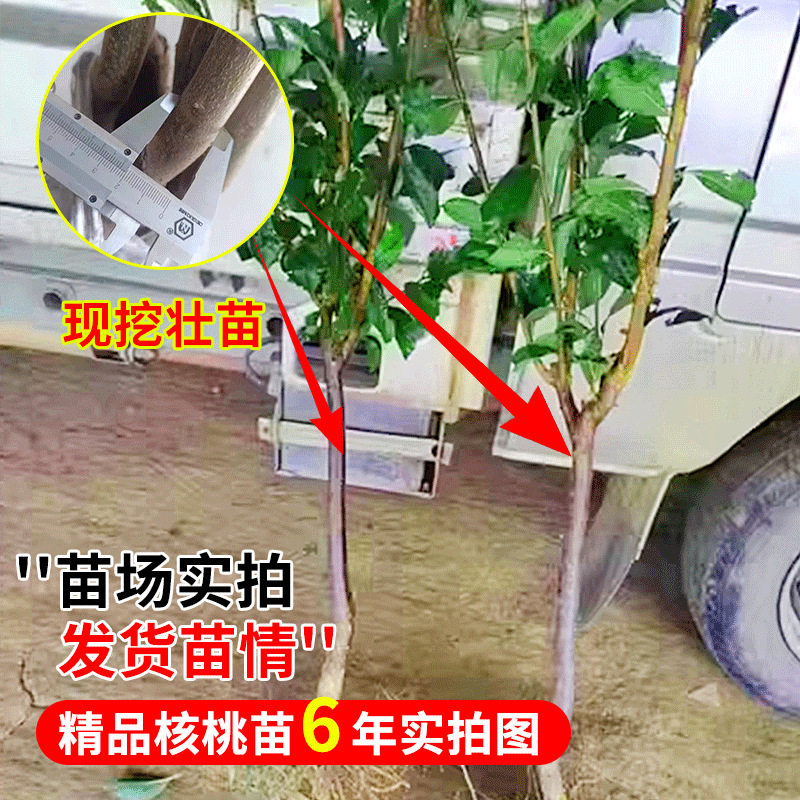 Walnut Saplings, American Pecan Tree Saplings, Grafted Saplings, Walnut Saplings, Long-Living Fruit Trees, Bearing Fruit in the Same Year, Suitable for Planting in Both Southern and Northern Regions