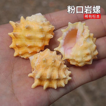 Natural Shell Conch Powder, Rock Snail, Purple Rock Snail Specimen, Aquarium Decoration, Hermit Crab Replacement Shell