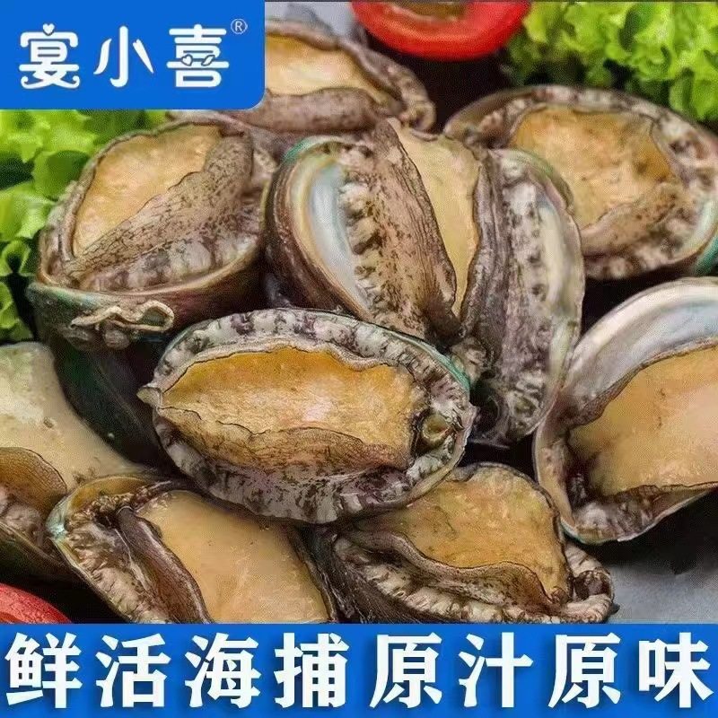 Fresh Live Frozen Abalone, Shrimp and Shellfish, Ready-To-Eat Frozen Abalone, Frozen Large and Small Abalone, Catering and Hotel Ingredient Supply
