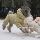 Корейская версия зимней одежды для домашних собак Teddy vip small dog, одежда для четвероногих, толстая пуховая хлопчатобумажная одежда для сохранения тепла и холода mini 0