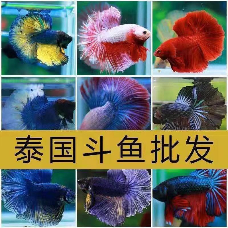 Thailand fighting fish wholesale tropical ornamental fish Lion King wedding fish half moon male fish horsetail living night market stall Net Red