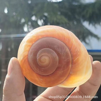 Natural Conch Shell Bread Snail Aquarium Fish Tank Landscaping Conch Fish Hermit Crab Photography Props and Ornaments