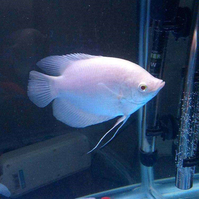 Feng Shui Fortune Fish Fry Warship Warship Fish Black-Eyed White Fortune Large Tropical Ornamental Fish Arowana with Fish