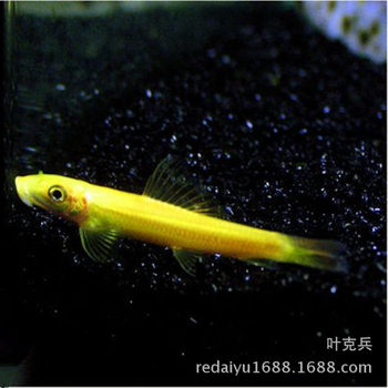 Tropical ornamental fish wholesale golden moss rat Moss fish rat fish clean fish