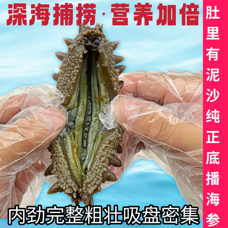 [0.5kg Direct Delivery]Wild Sea Cucumber Ready-To-Eat Dalian Fresh Sea Cucumber Sea-Resident Sea Cucumber Gift Box Instant Fresh Sea Cucumber