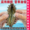 [0.5kg Direct Delivery]Wild Sea Cucumber Ready-To-Eat Dalian Fresh Sea Cucumber Sea-Resident Sea Cucumber Gift Box Instant Fresh Sea Cucumber