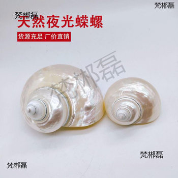 Natural Conch Shells, Peeled and Polished White Snails, Hermit Crab Replacement Shells, Hand-Painted Conch White-Skinned Luminous Snails