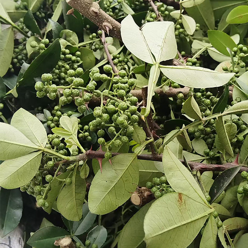 Green Sichuan Peppercorns, Chongqing Jiuye Green Peppercorns, Green Peppercorns, Green Peppercorns, Green Peppercorn Powder Seasoning, Green Peppercorns