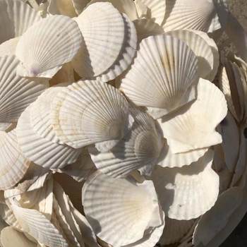 Natural Shell Oversized White Scallop Barbecue Conch Painting Graffiti Wall Fish Tank Handicraft DIY Landscaping
