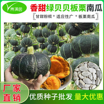 Wholesale Green Beibei Pumpkin Seeds Spring and Autumn Season Green Red Melon Chestnut Flavor Powder Glutinous Sweet Chestnut Small Pumpkin Seeds
