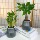 【Купи три и получи одно бесплатно】 Ленивый горшок Дерево Удачи Цзюли Ароматное Золотое Бриллиантовое Дерево Удачи Бамбуковое карманное Кокосовое зеленое растение Цветочное растение в горшке mini 2
