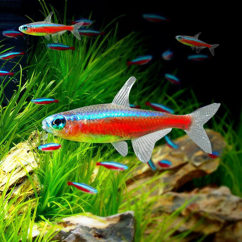 Lotus Lantern Fish Live Tropical Ornamental Fish Wholesale, Large and Small Lantern Fish for Planted Tanks, Schooling, Suitable for Mixed Breeding in Indonesia and Brazil