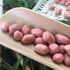 Plump Large Peanuts with White Skin, Young Peanuts from Shiba Farm, Fresh 24 Shiba Large Peanuts, New Stock
