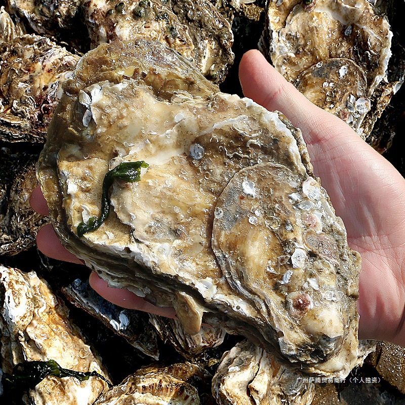 Seafood Shells, Oysters, Fresh Aquatic Products, Fresh Oysters, 10 Boxes, 5 Oysters, Ready-To-Eat, Special Large Size