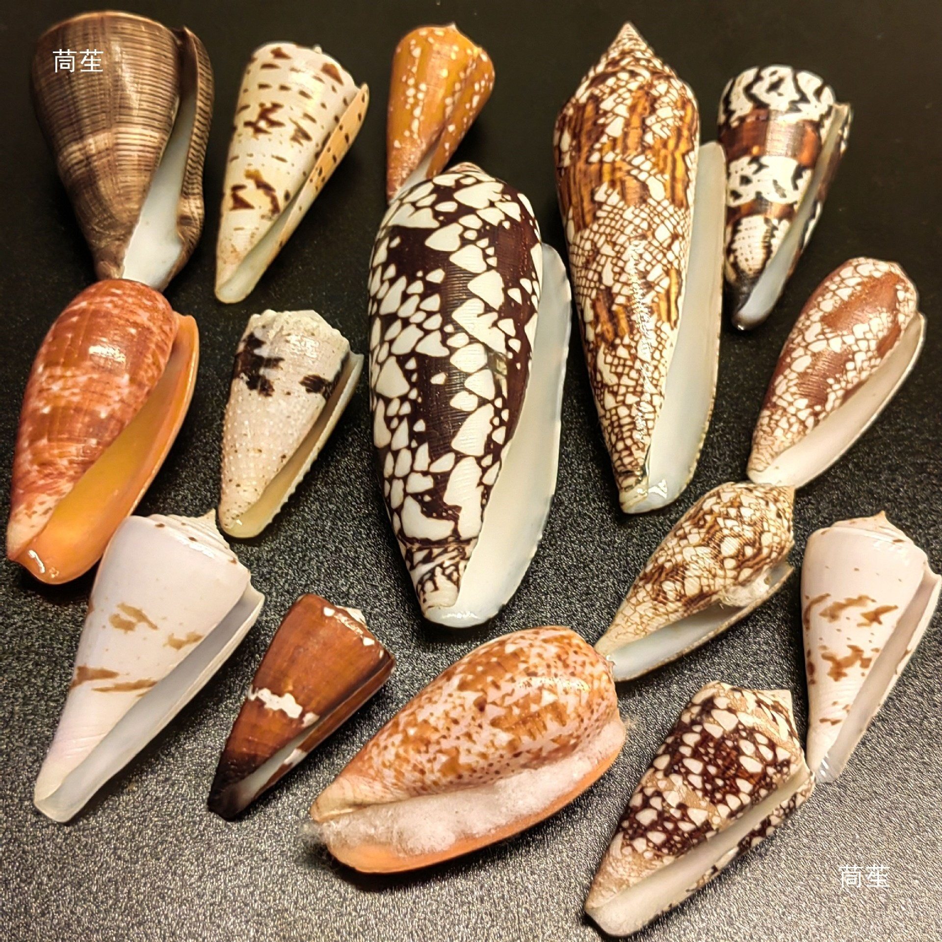 Various Conch Shells, Rare Conch Specimens, Photo Frames, DIY Handmade Materials, Fish Tank Landscaping, Others
