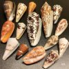 Various Conch Shells, Rare Conch Specimens, Photo Frames, DIY Handmade Materials, Fish Tank Landscaping, Others