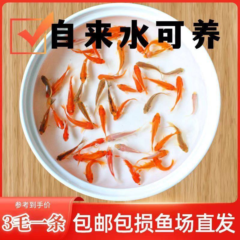 Carp, Cold Water Fish, Small Goldfish, Fry, Easy to Feed Fish, Grass Goldfish, Live Fish, Ornamental Fish, Red Grass Goldfish, Feed Fish