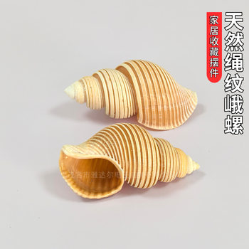 Natural Rare Conch Shell Specimen with Rope Pattern, Mediterranean Home Decoration Ornament, Aquarium Landscaping Russian Conch