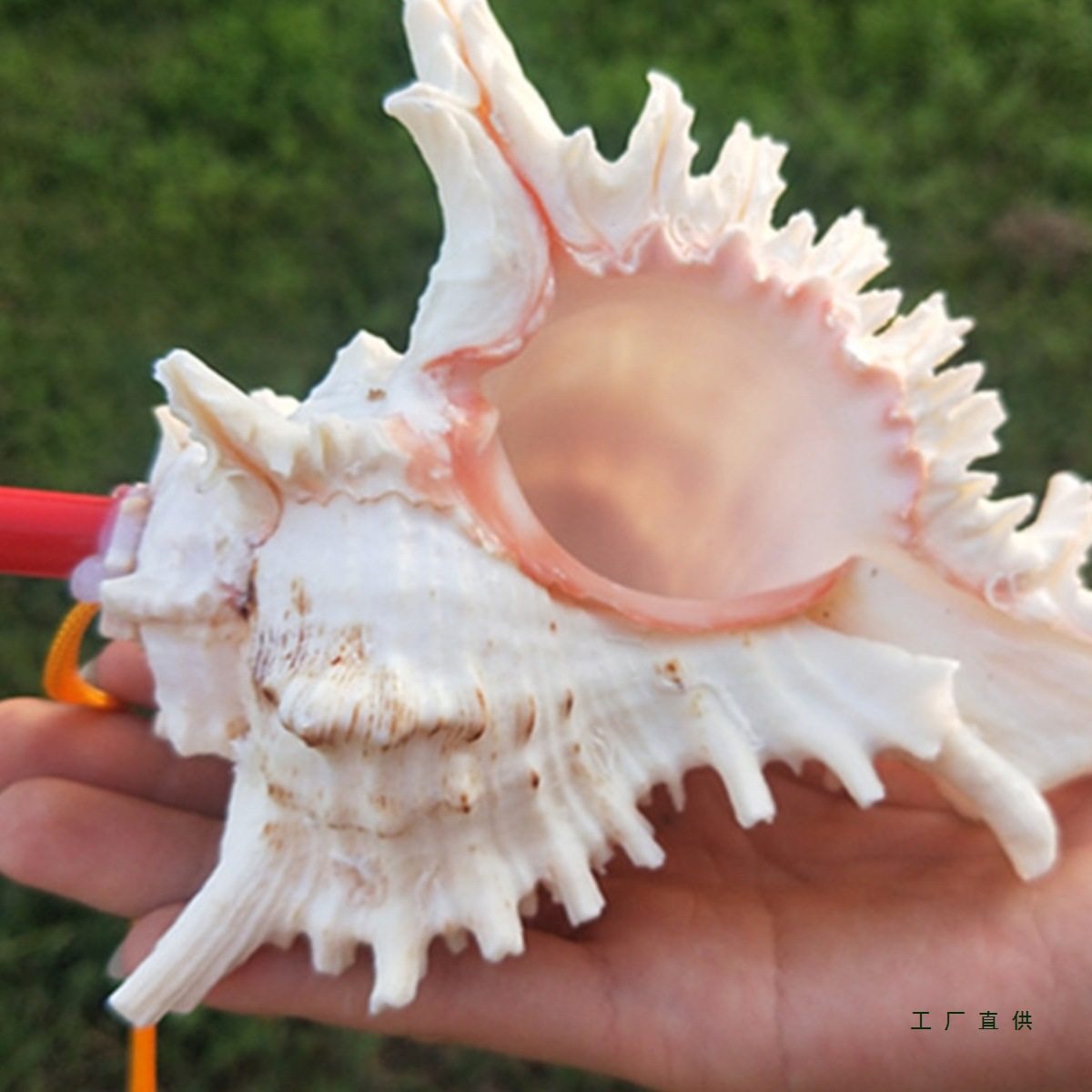 Extra Large Conch Whistle, Conch Horn, Natural Shell Craft Ornaments, Creative Travel Gifts, Kidsren's Toys, Trumpets