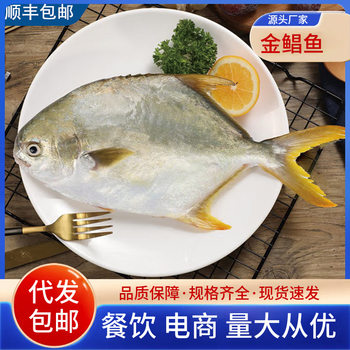 Fresh Frozen Golden Pomfret Large Fresh Quick-Frozen Golden Pomfret Flat Fish Sea Fish White Pomfret Seafood Aquatic Products Wholesale