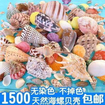 Natural Conch Shells, Starfish, Fish Tanks, Aquarium Landscaping Decorations, Hermit Crab Shell-Changing Crafts, Small Gifts for Collection