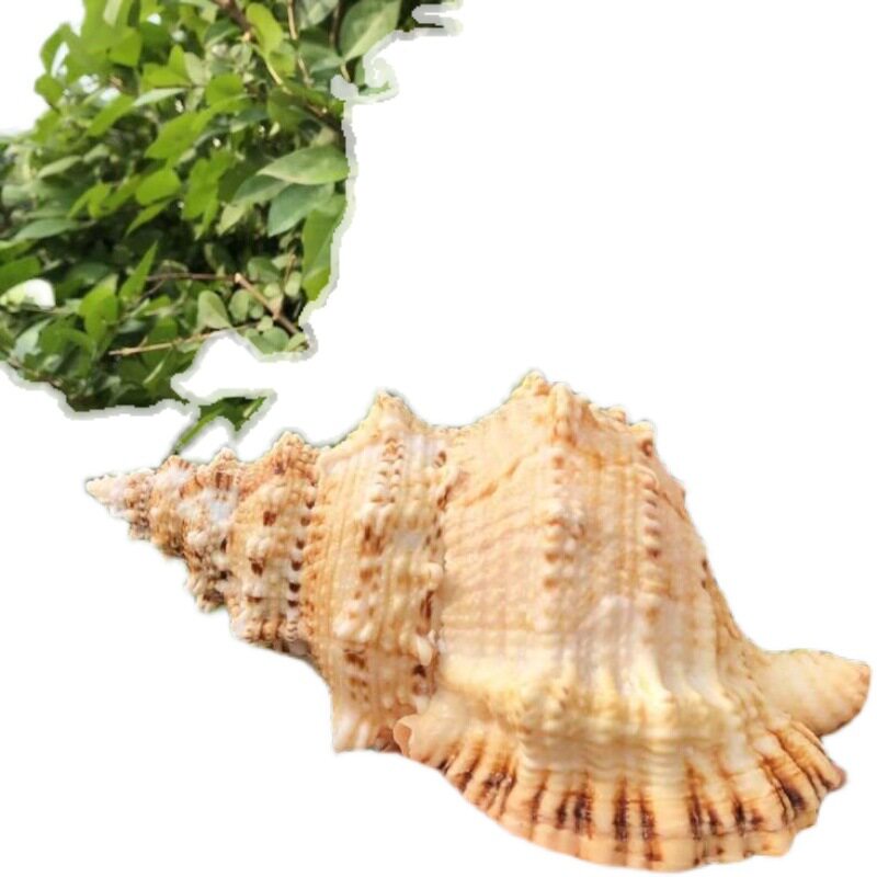 Natural Stone Snail Gold Mouth Frog Snail Shell Conch Horn Blow Shell Ornaments Crafts Fish Tank Landscape