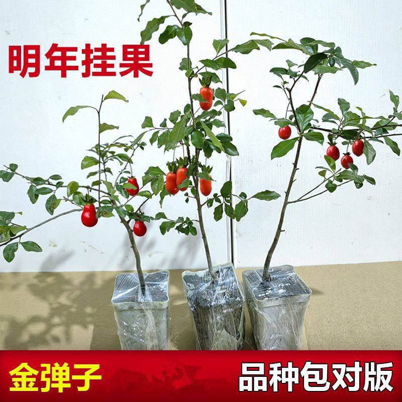 Premium Sichuan Chongqing Golden Apple Seedling Bonsai Grafted Branches Mother Bud Old Stump with Fruit-Shaped Old Crow Persimmon