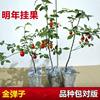Premium Sichuan Chongqing Golden Apple Seedling Bonsai Grafted Branches Mother Bud Old Stump with Fruit-Shaped Old Crow Persimmon