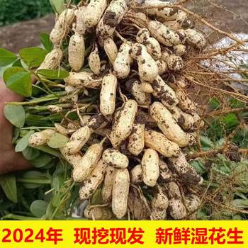 Freshly Grown Peanuts, Fragrant Noodles, Wet Peanuts with Soil, Freshly Dug and Tender, Can Be Boiled, 2.5kg Free Shipping