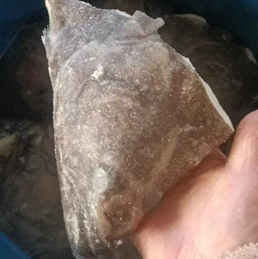 Fresh Discus Fish Head, Frozen Turbot Fish Head, Deep-Sea Fresh Flounder, Abalone Fish, Commercial Wholesale High-Quality Seafood
