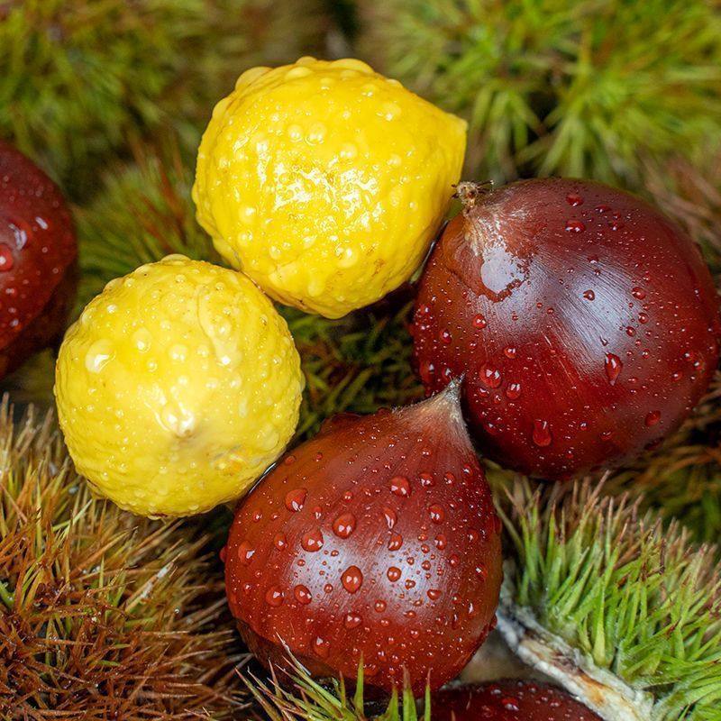 Jianou Cone Chestnut, Fujian Cone Chestnut, Fresh Round Chestnut, Cone-Shaped Chestnut Tip, Cone Wholesale