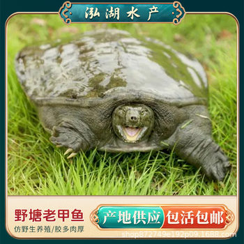 Edible Wild Pond Old Turtle 0.5-4kg Fresh Live Water Turtle High-Quality Farmed Old Turtle Turtle Live Turtle Fish Edible