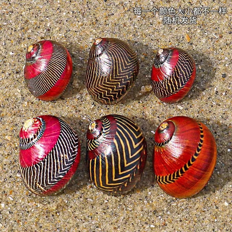 Natural Shell Conch Red Spot Snail Snail Snail Specimen Snail Tank Aquarium Landscape Floor Window Decoration Ornaments