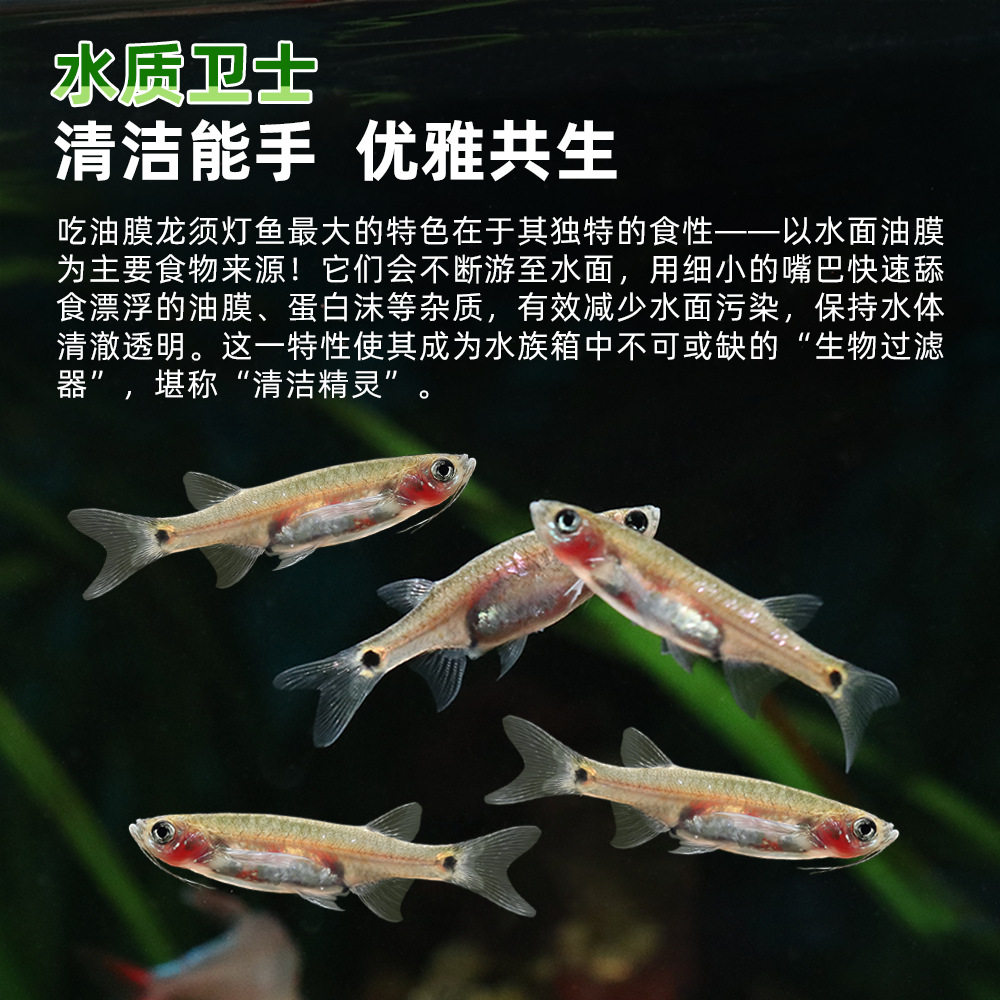 Large Dragon Beard Gourami Fish Surface Oil Film Remover Black Mary Fish Grass Tank Cleaning Tool Tropical Ornamental Fish Tank