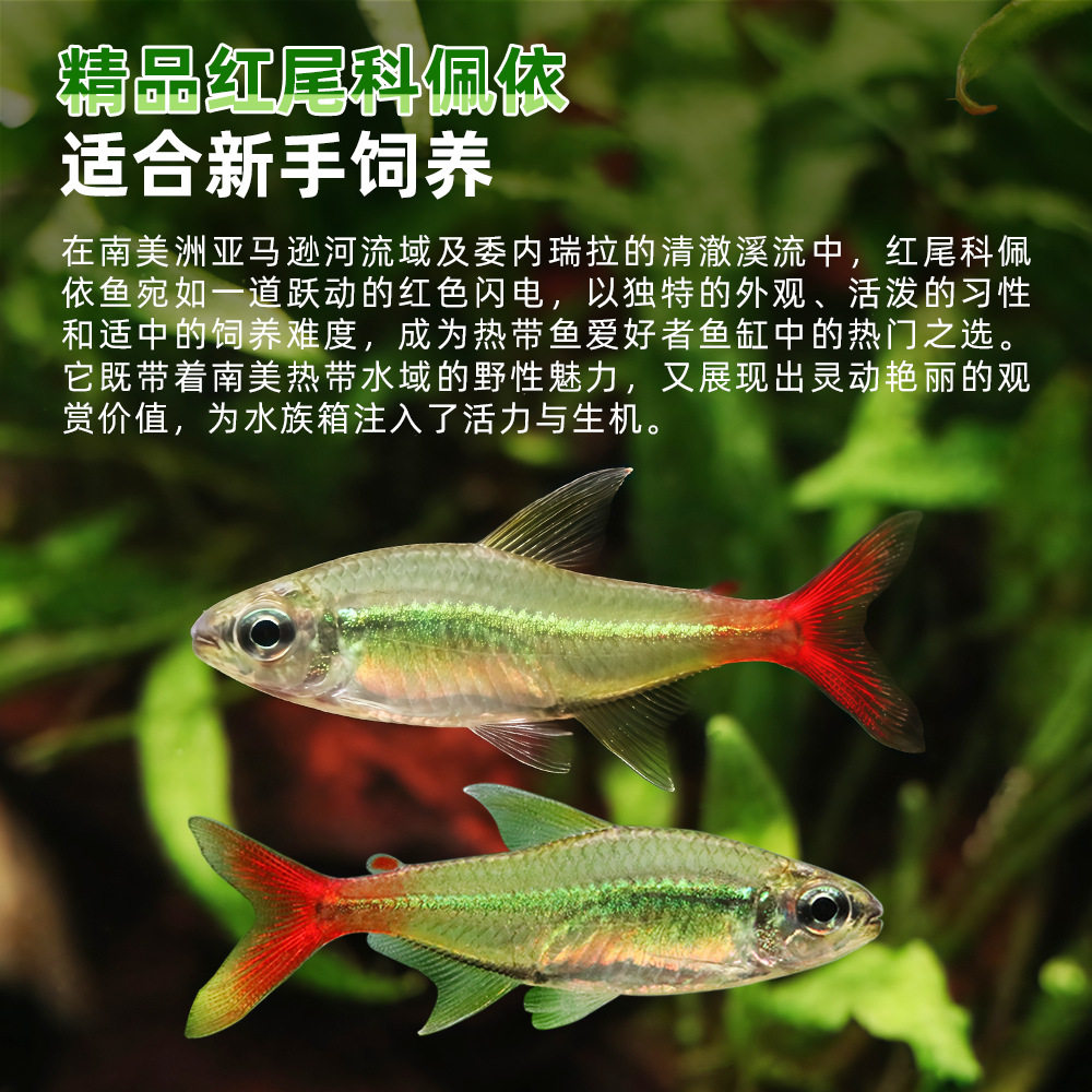 Red-Tailed Corydoras Fish from South America, Mid-To-High-End Live Tropical Freshwater Fish for Planted Tanks, Shoaling Neon Corydoras Fry