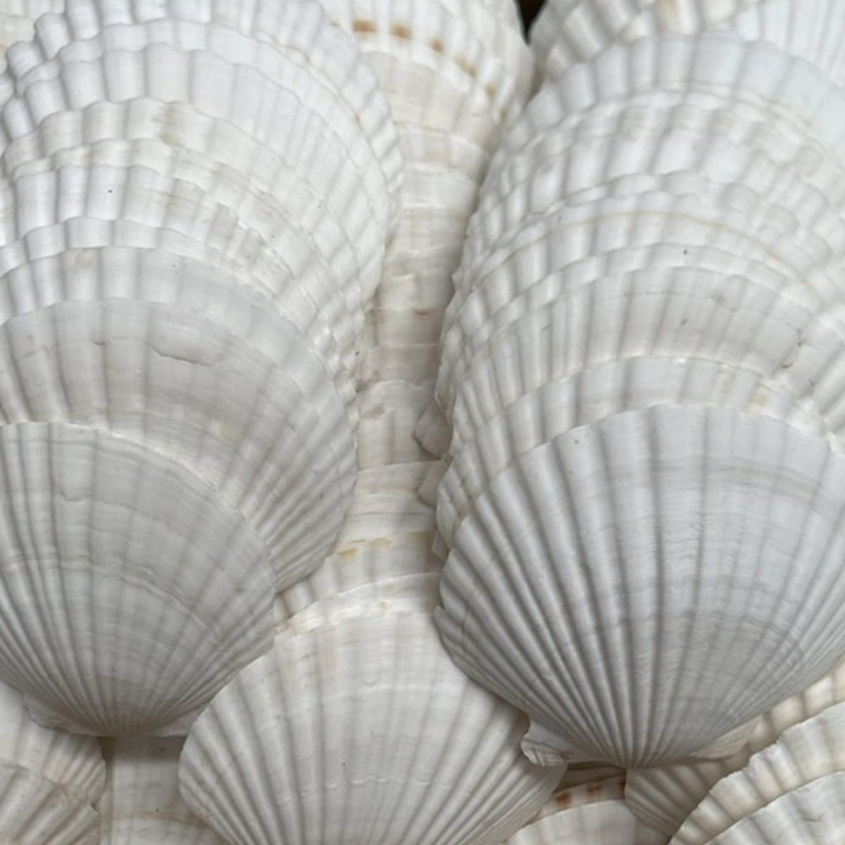 Natural Extra Large Shell Kindergarten Handmade DIY Painting Graffiti Punched White Small Scallop Shell Conch Decorative Painting