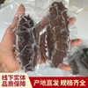 Instant sea cucumber high taste goods bubble Dalian six rows of sea cucumber catering Buddha jump wall raw materials wholesale Liao ginseng
