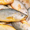 Chilled Yellow Croaker, Frozen Grilled Small Yellow Croaker, Fresh Sea Fish, Seafood, Whole Box, Commercial Wholesale, Sf Express Large Yellow Croaker