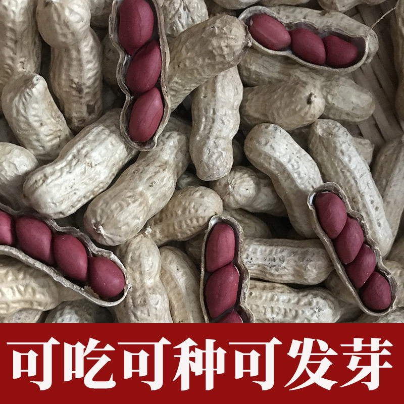 Popular 2023 New Red-Skinned Peanuts, Raw Peanuts, Shelled Sun-Dried Fresh Red-Skinned Roasted Peanuts, New